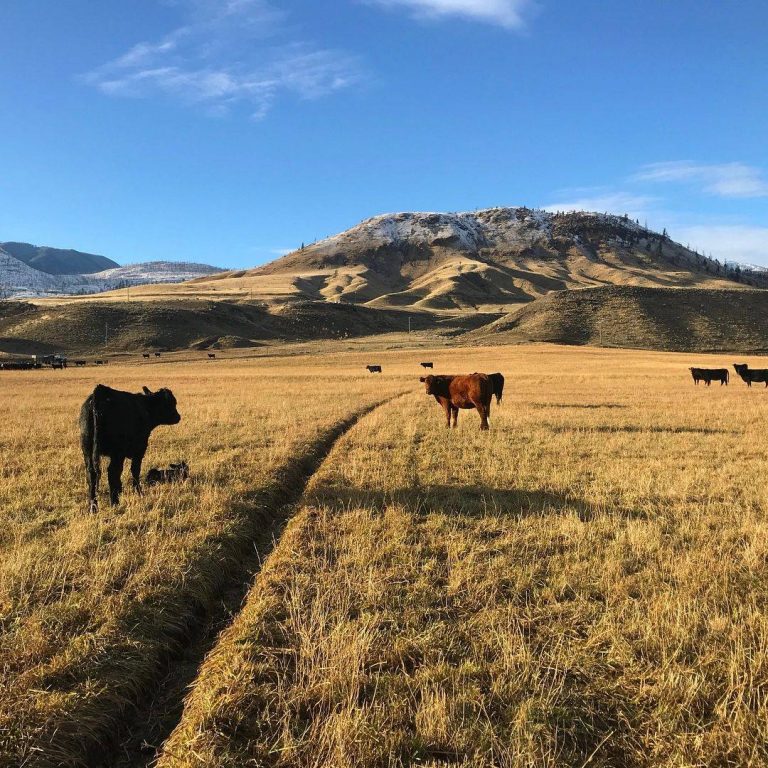 89734840 1545360502282423 6221115362088321024 n 768x768