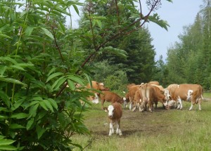 SAM 2977 r1 300x215 1