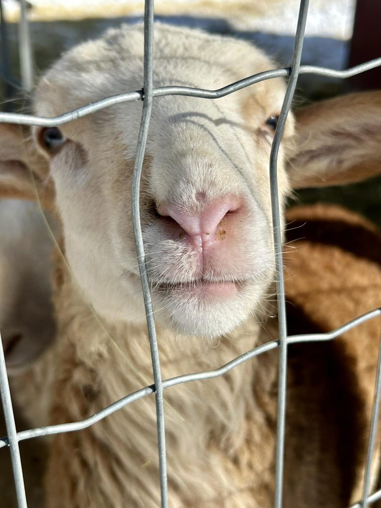 Springhouse Sheep Farm 768x1024